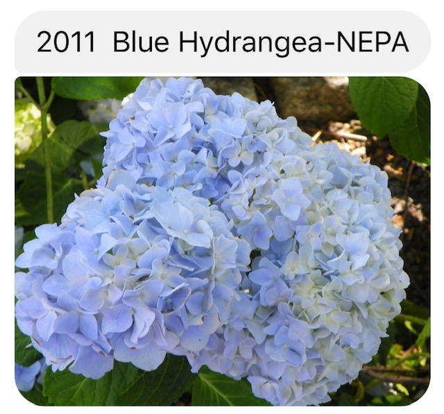 2011 Blue Hydrangea- NEPA