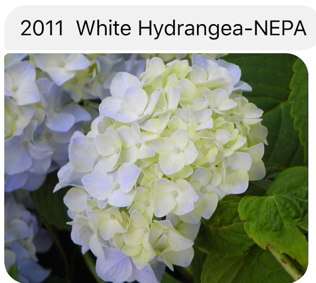 2011 White Hydrangea- NEPA