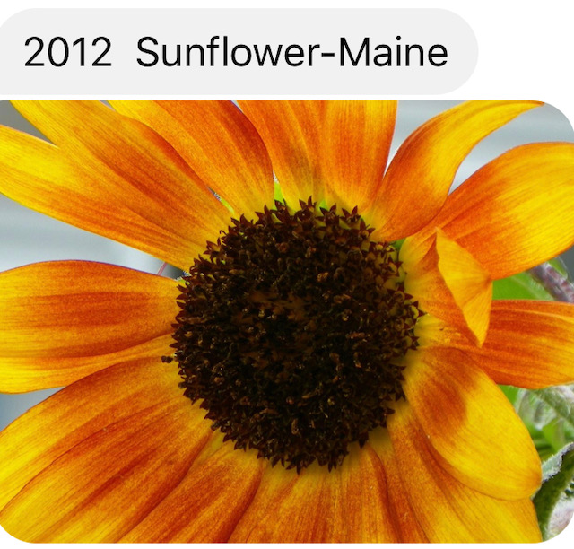 2012 Sunflower- Maine