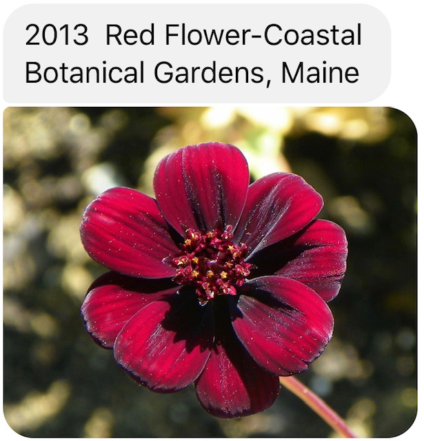 2013 Red Flower- Coastal Botanical Gardens, Maine
