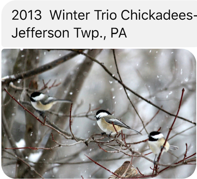 2013 Winter Trio Chickadees Jefferson Twp, PA