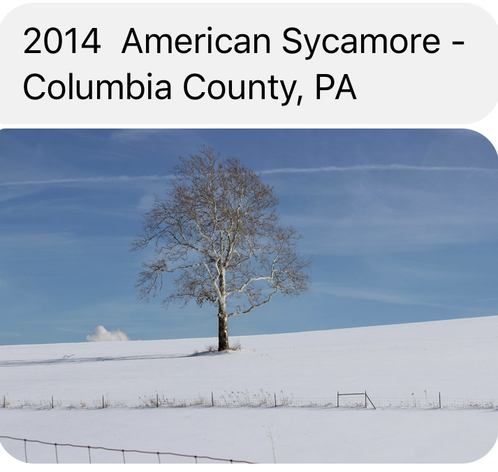 2014 American Sycamore- Columbia County, PA