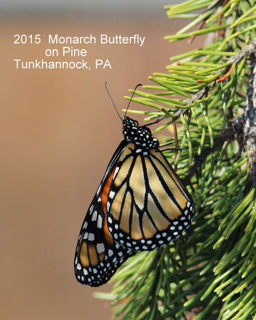 2015 Monarch Butterfly on Pine Tunkhannock, PA