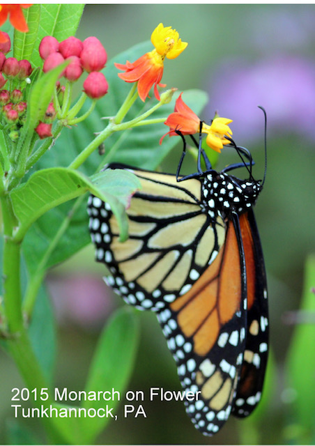 2015 Monarch on Flower Tunkhannock, PA