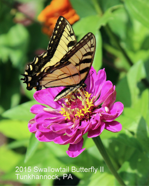 2015 Swallow Tail Butterfly II - Tunkhannock, PA