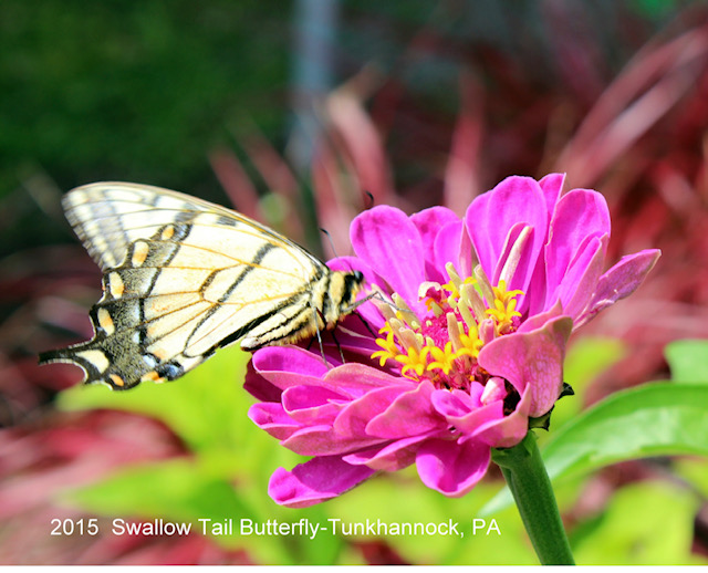 2015 Swallow Tail Butterfly - Tunkhannock, PA