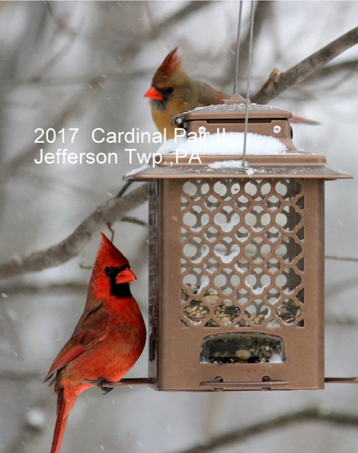 2017 Cardinal Pair 2