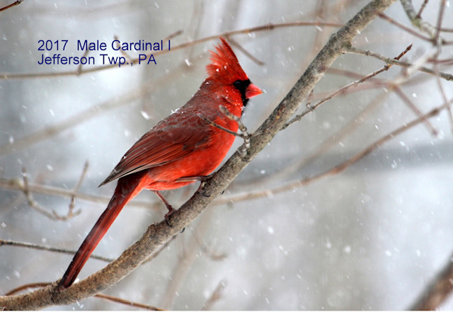 2017 Male Cardinal
