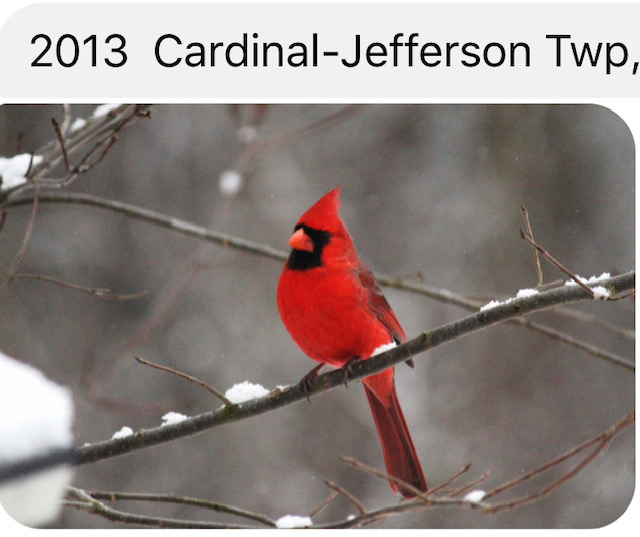 3013 Cardinal- Jefferson Twp, PA