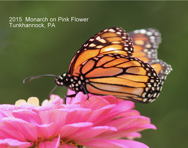 Monarch on Pink Flower Tunkhannock, PA