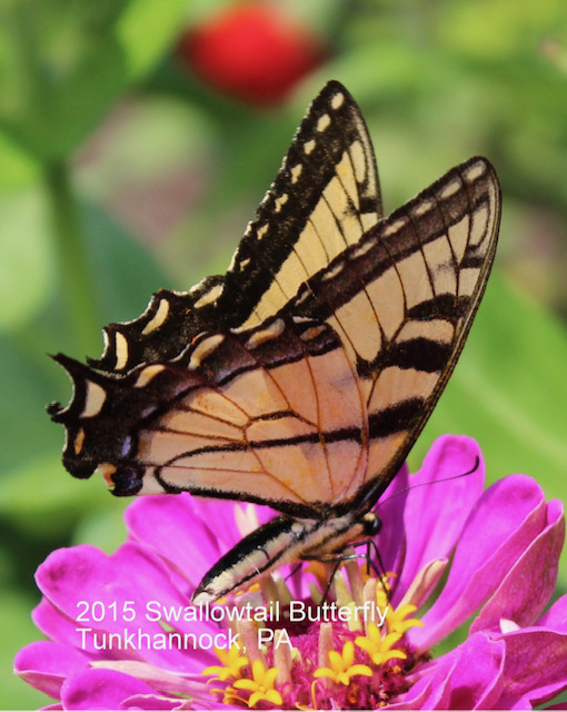 Swallowtail Butterfly Tunkhannock, PA