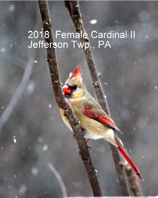 2018 Female Cardinal 2