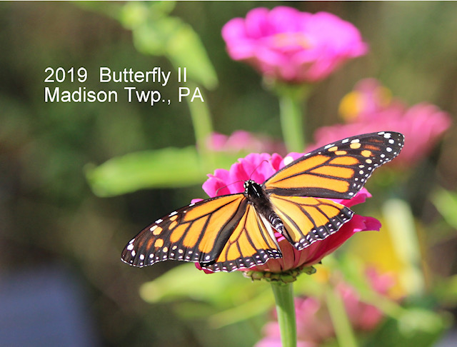 2019 Butterfly 2