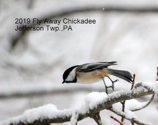 2019 Fly Away Chickadee