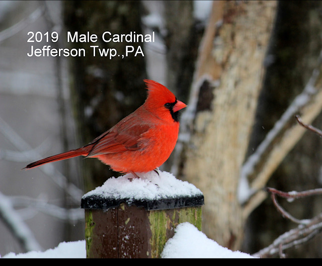 2019 Male Cardinal