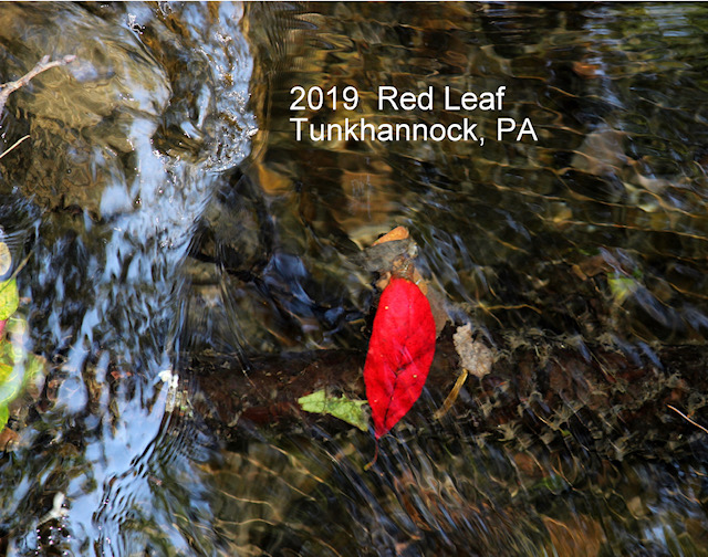 2019 Red Leaf