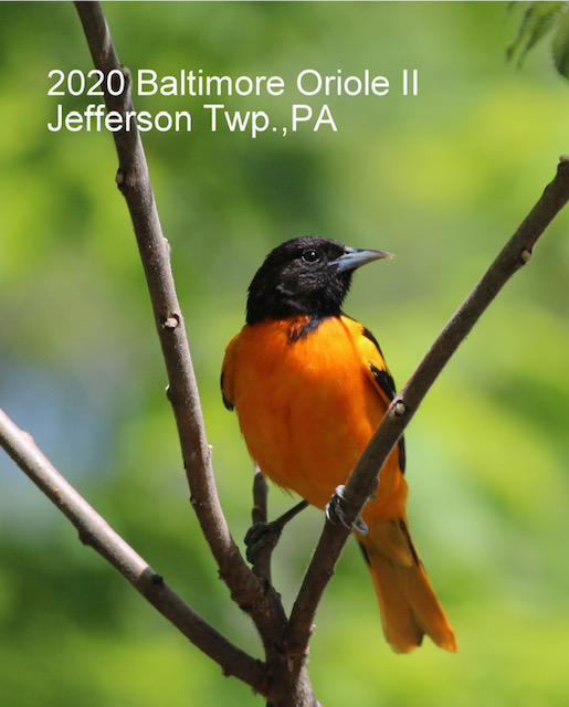 2020 Baltimore Oriole 2