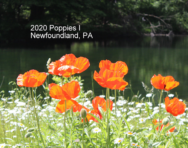 2020 Poppies 1
