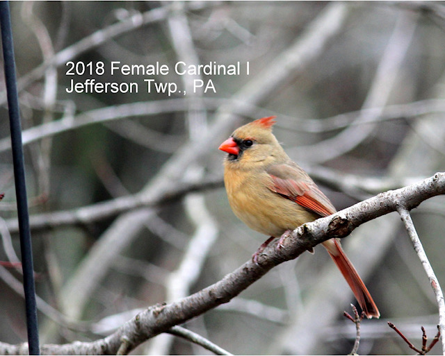 2018 Female Cardinal 1