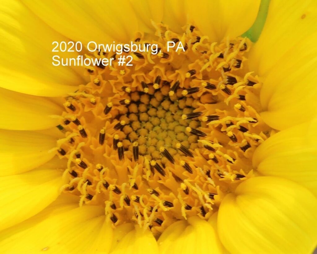 2020 sunflower #2