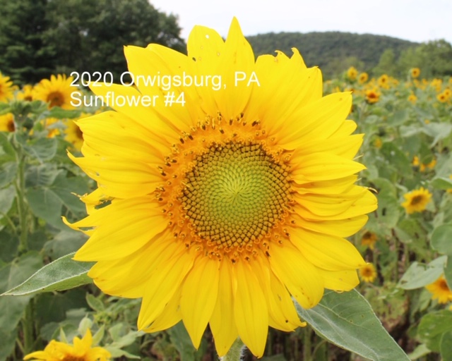 2020 sunflower #4
