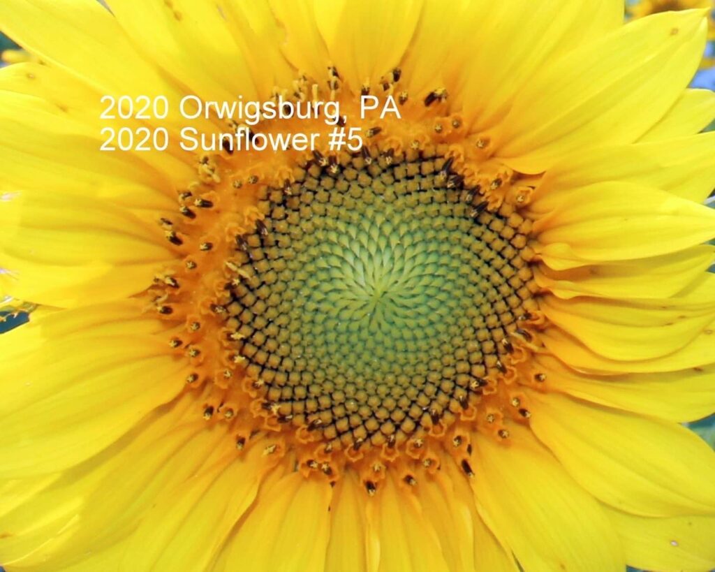 2020 sunflower #5