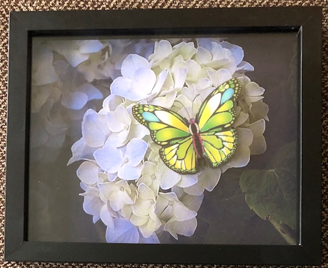 3-D Butterfly on Hydrangea , 8 x 10, $20