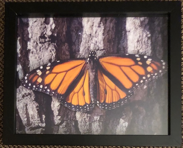 Monarch on tree trunk, 8 x 10, $20